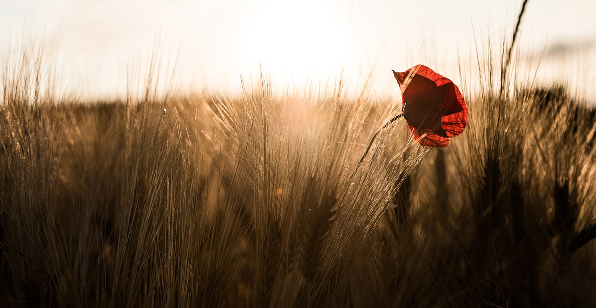 mohnblume niederösterreich stimmung wirkungsvoll fotografie landschaft mohnland