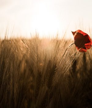 mohnblume niederösterreich stimmung wirkungsvoll fotografie landschaft mohnland